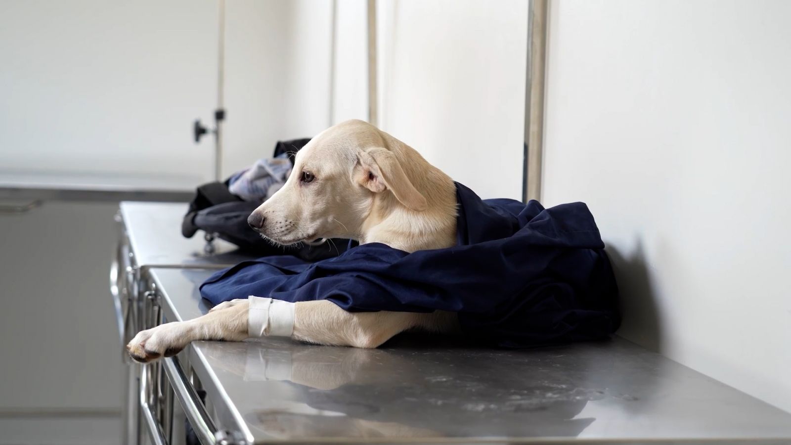 Atendimento é fornecido mediante cadastramento deles e dos animais que estão sob os seus cuidados