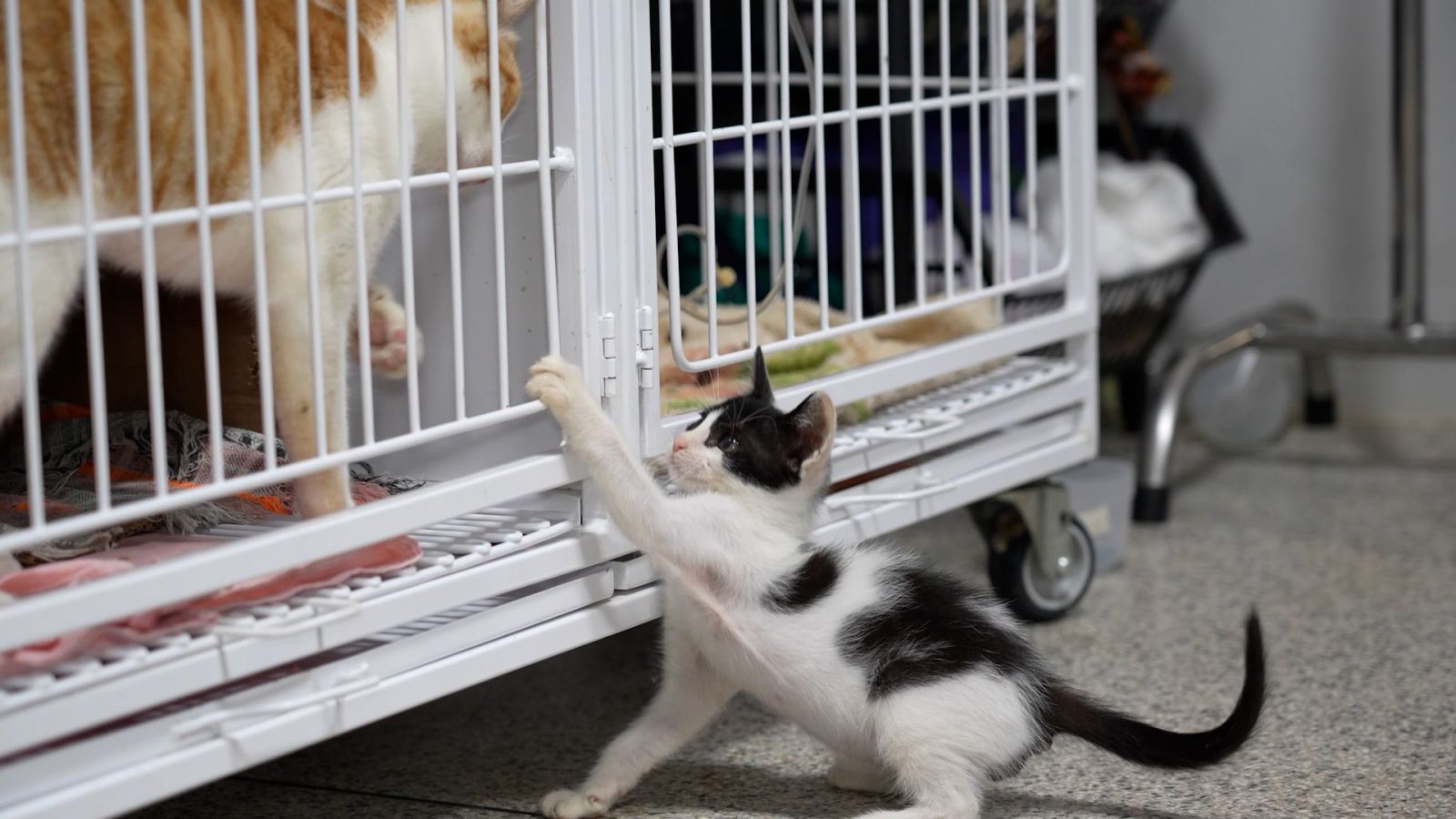 Acolhimento inicial é feito no consultório, com encaminhamento para a enfermaria