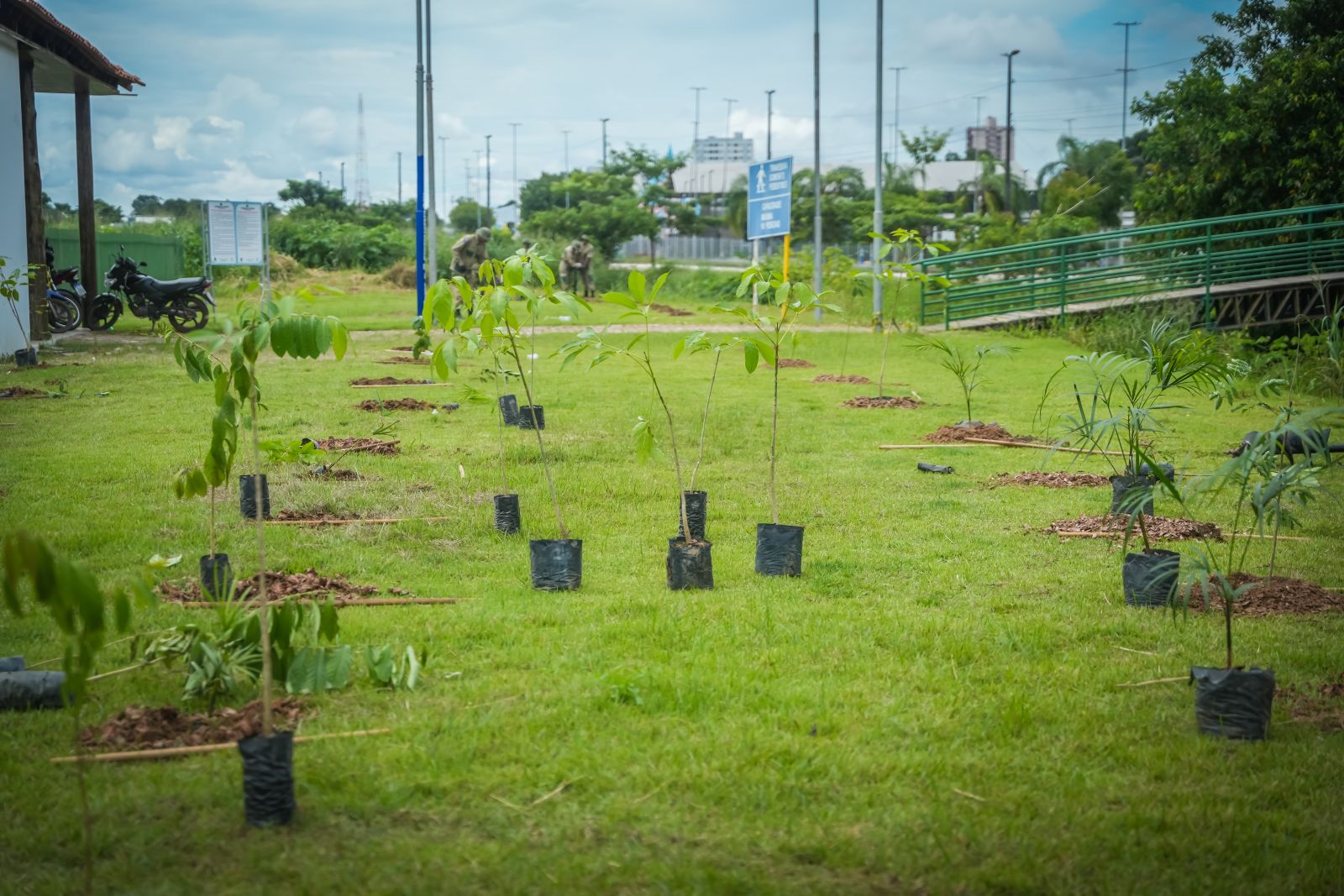 Plantio das primeiras mudas marca início da microfloresta urbana em Porto Velho