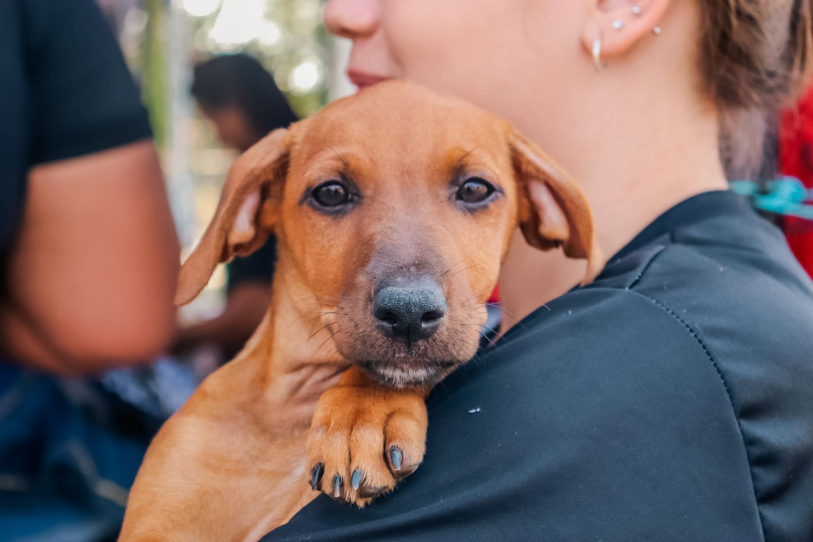 Os animais disponíveis para adoção incluem filhotes e adultos de pequeno, médio e grande porte