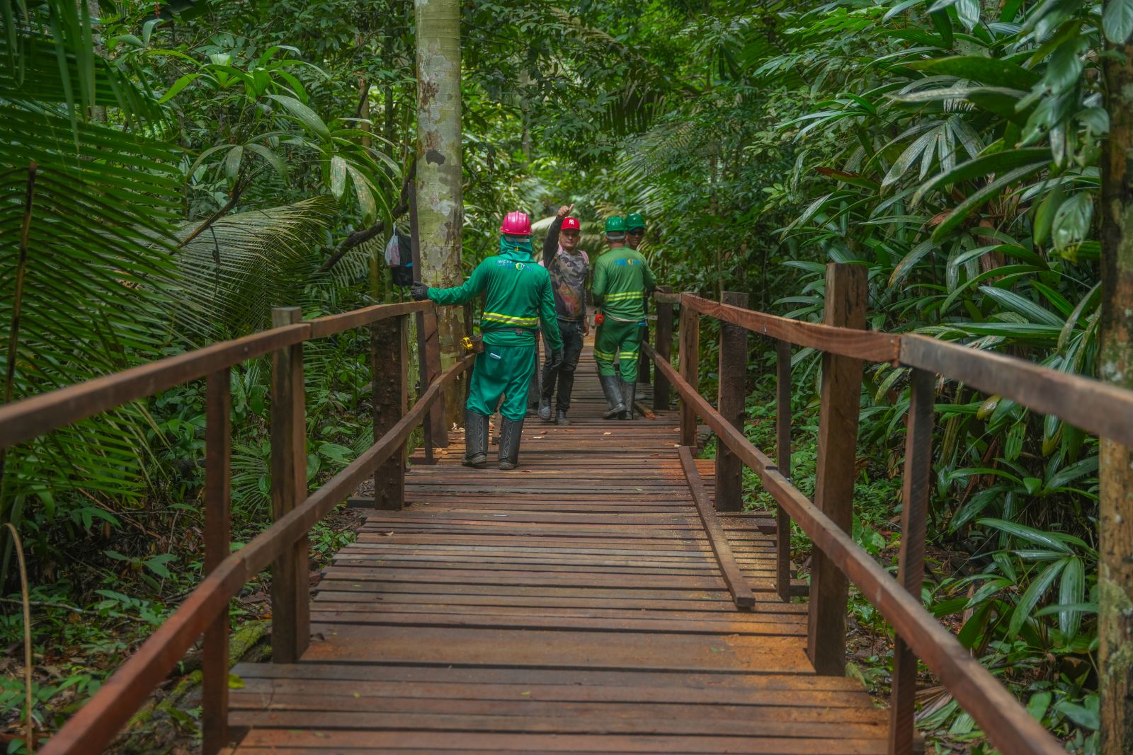 São mais de 500 metros de passarela suspensa por dentro da floresta fechada