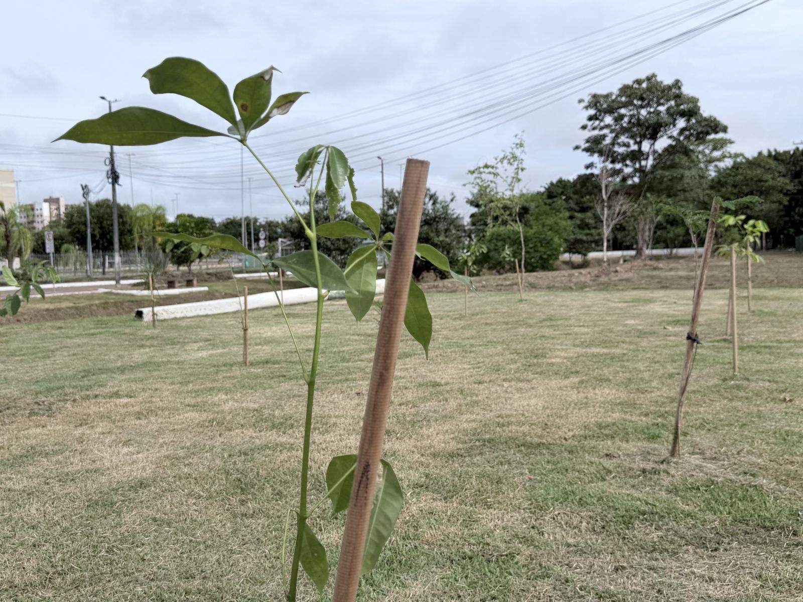 No Parque da Cidade, foram plantadas cerca de 300 mudas