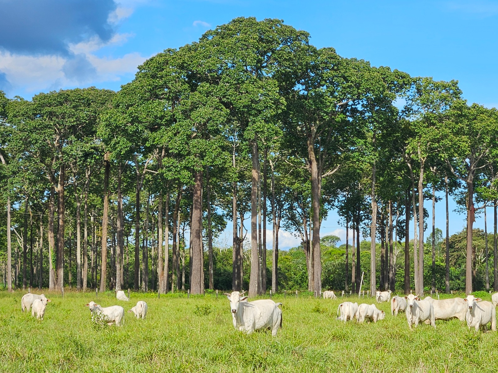 Ação promove o aumento da produtividade aliado à preservação da Amazônia